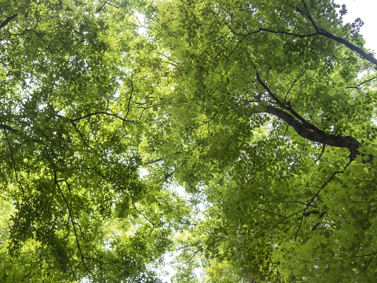 Practical Design Tips for a Low Maintenance&nbsp;Garden