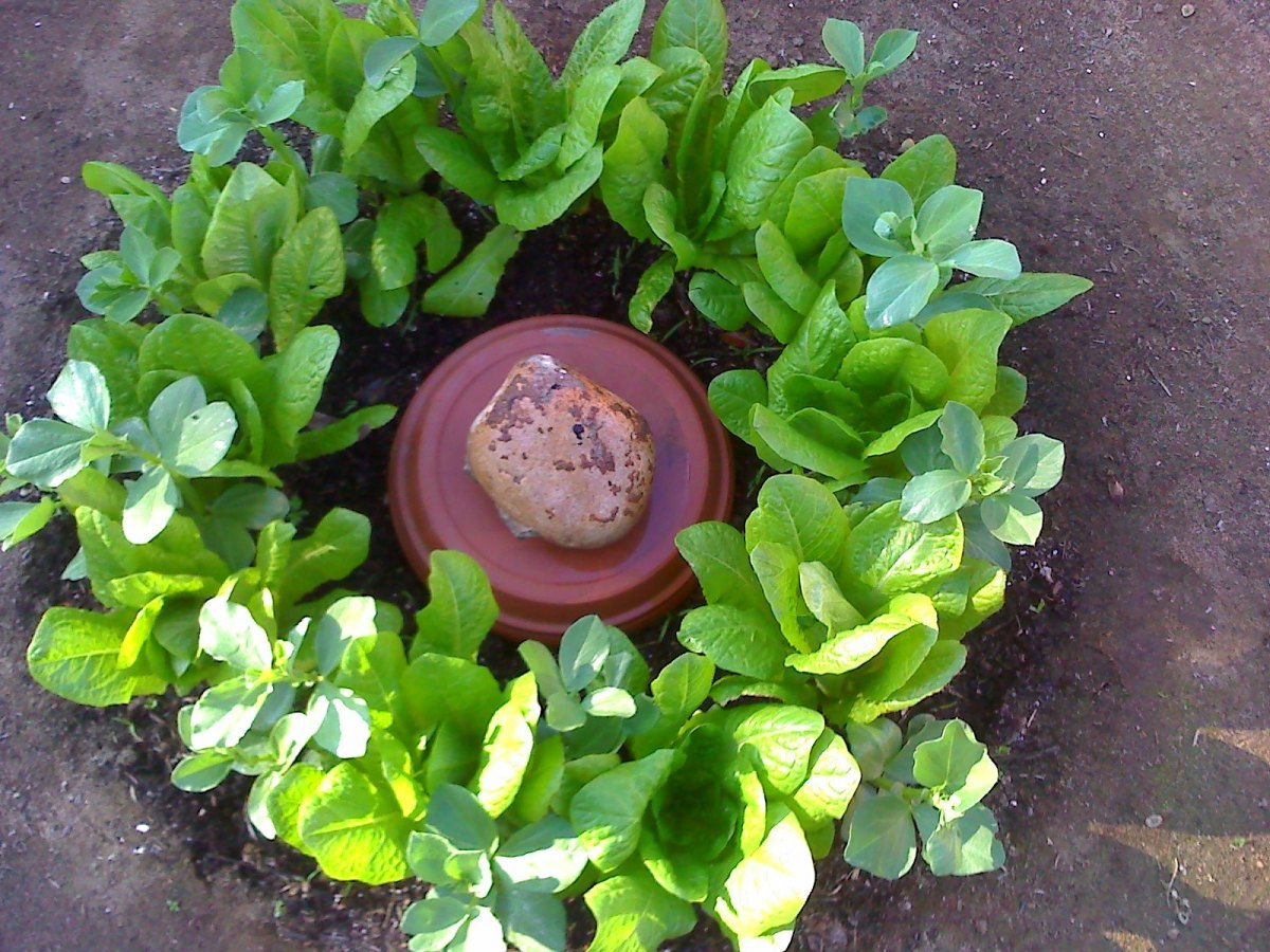 Water Conservation in Garden&nbsp;Design