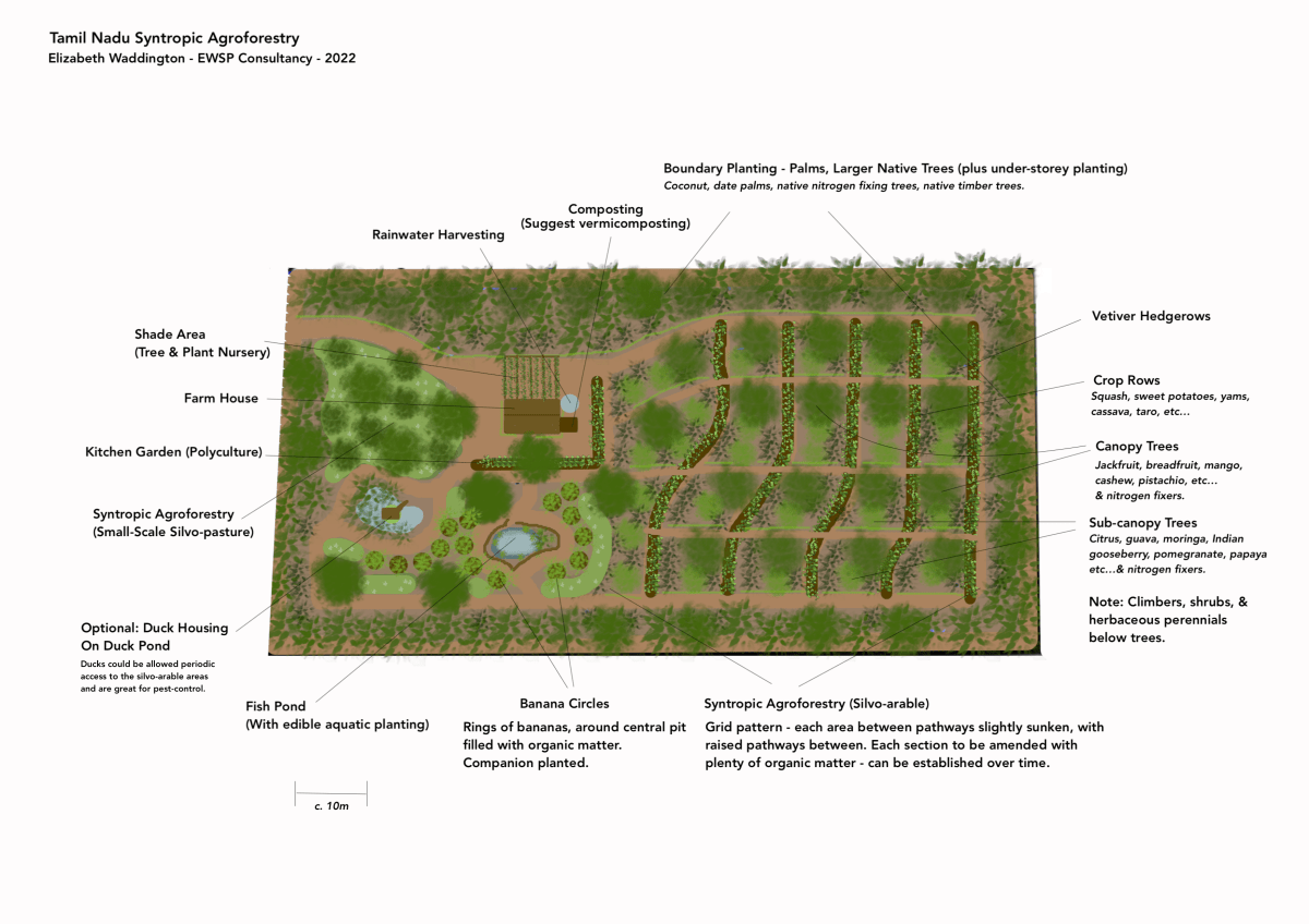 Case Study: India Permaculture Syntropic&nbsp;Agroforestry