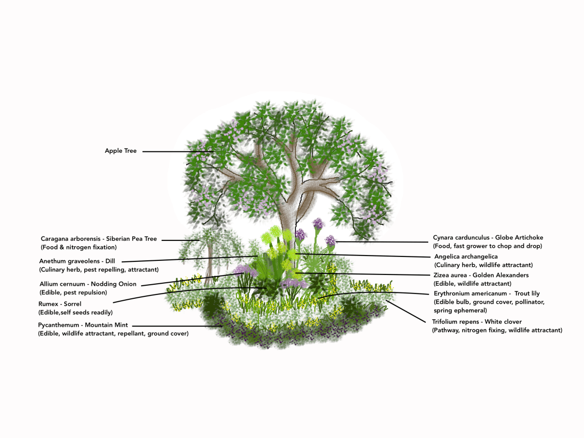 Permaculture Garden Design: Strategies for Reluctant&nbsp;Gardeners