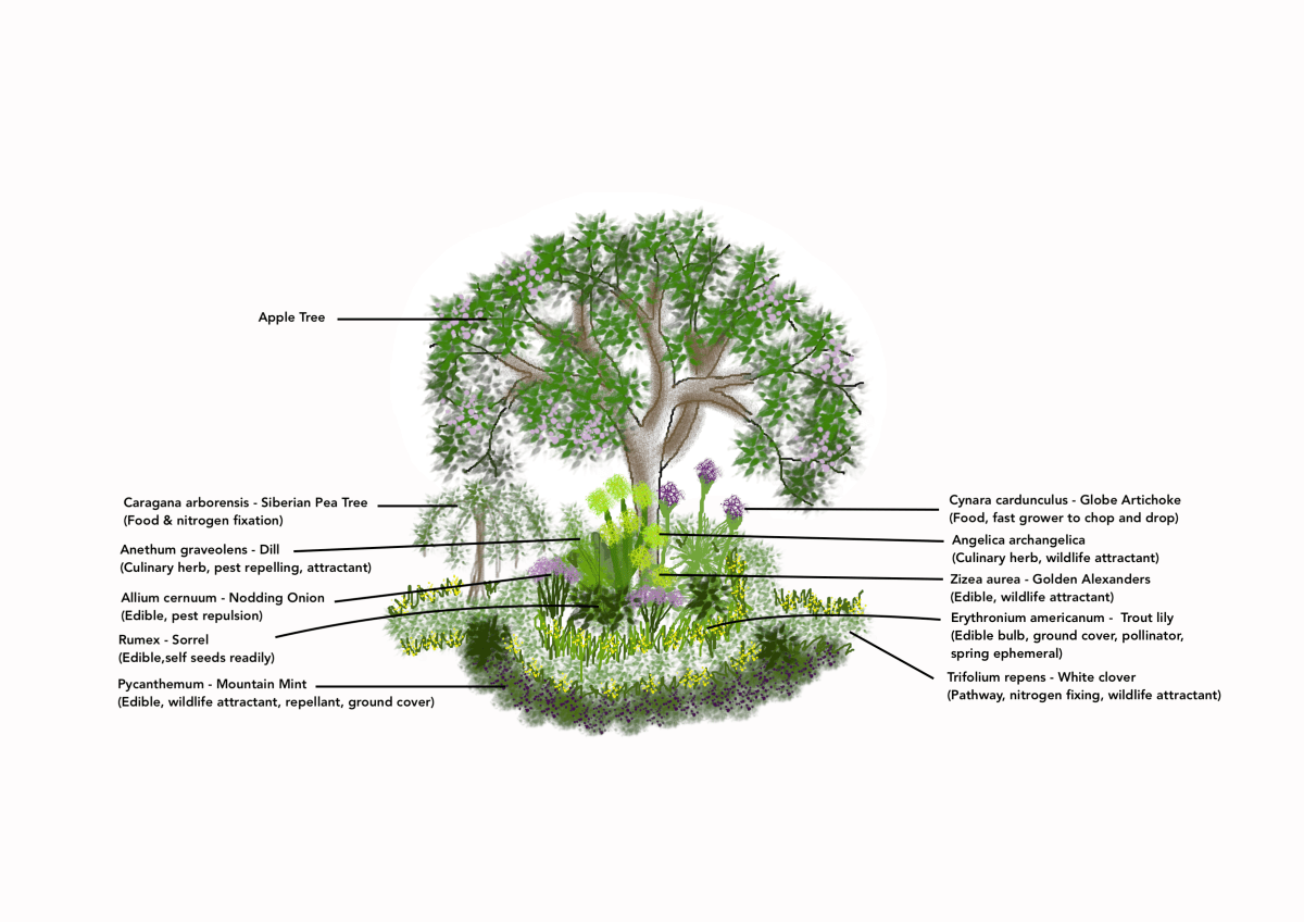 Permaculture Garden Design: Strategies for Reluctant&nbsp;Gardeners