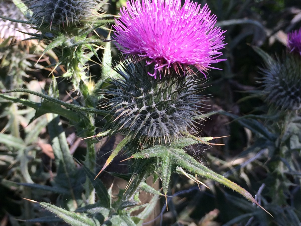 Using Native Wildflowers in Permaculture&nbsp;Design