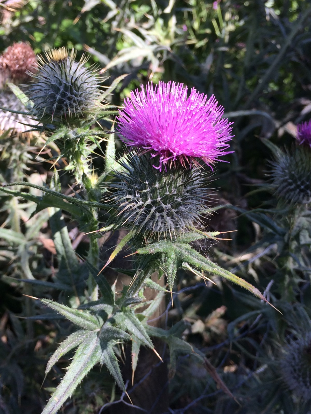 Using Native Wildflowers in Permaculture&nbsp;Design