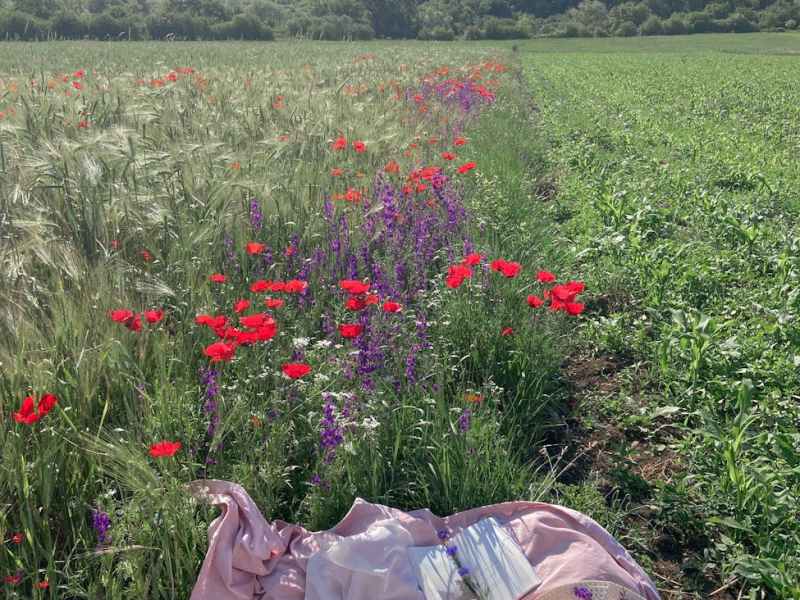 Regenerative Gardening and Regenerative&nbsp;Agriculture