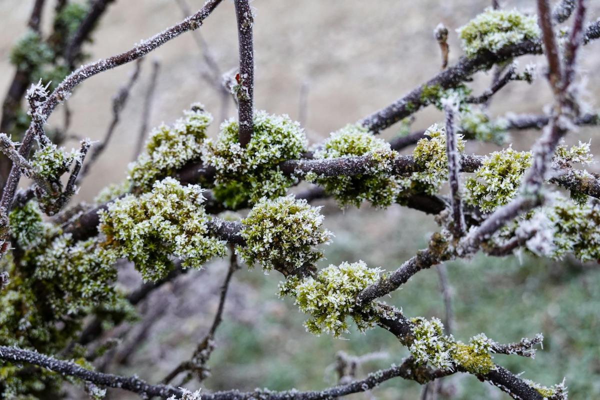 Achieve Your 2025 Goals Through&nbsp;Gardening