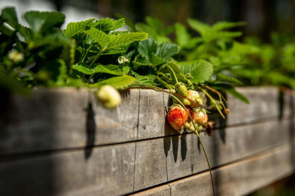 Raised Beds: Garden Design&nbsp;Tips