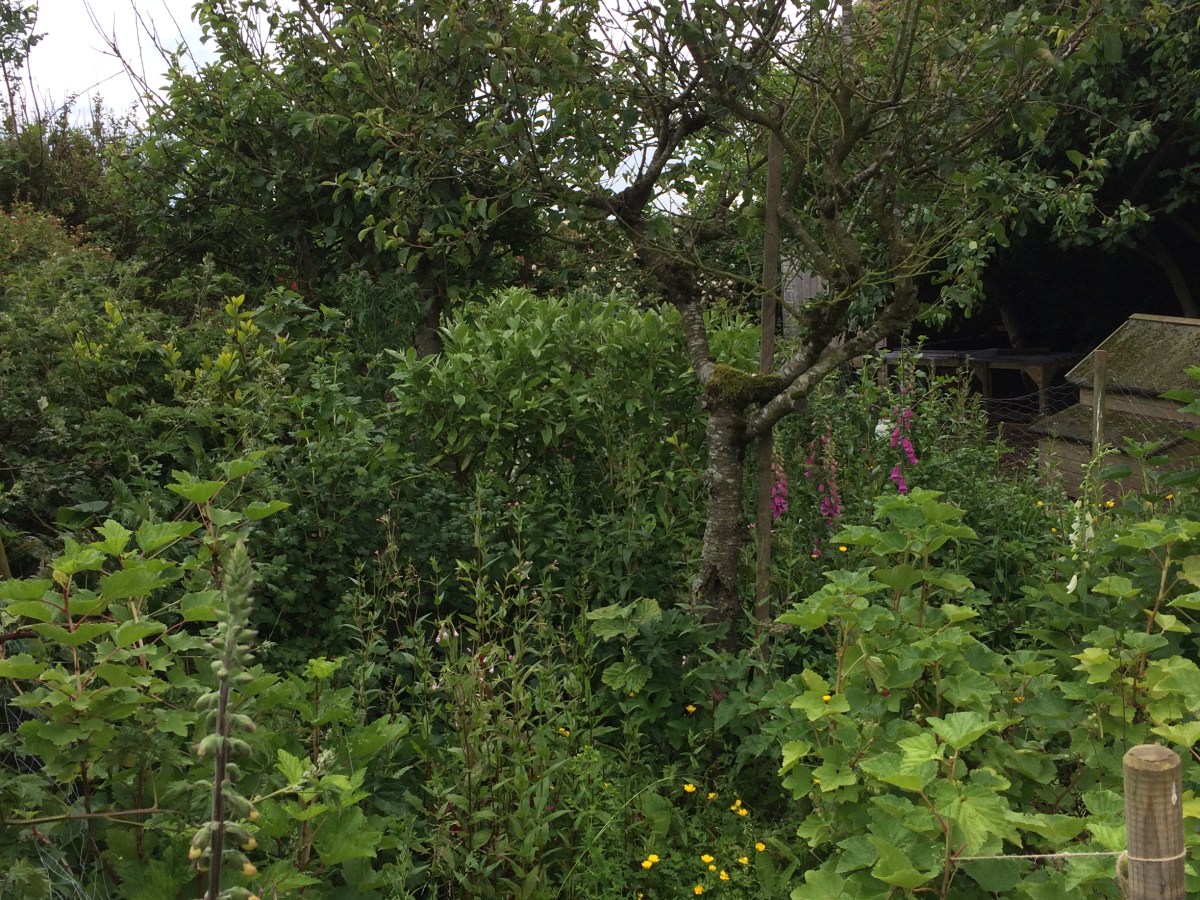 An Introduction to&nbsp;Agroforestry