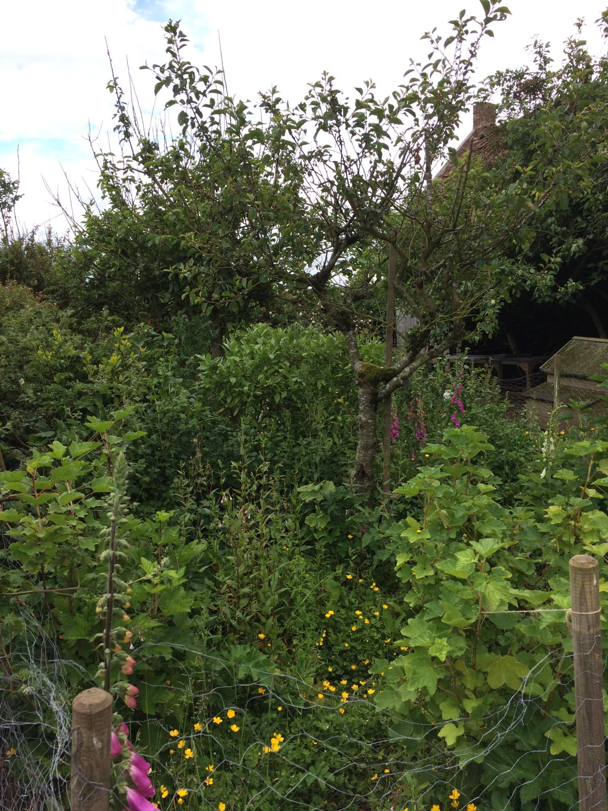 An Introduction to&nbsp;Agroforestry