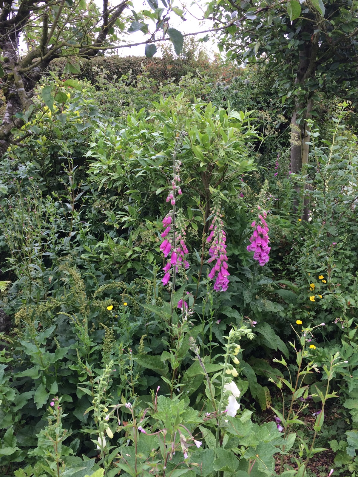 What is Permaculture? Ethics, Principles and Practices for a Better&nbsp;Future