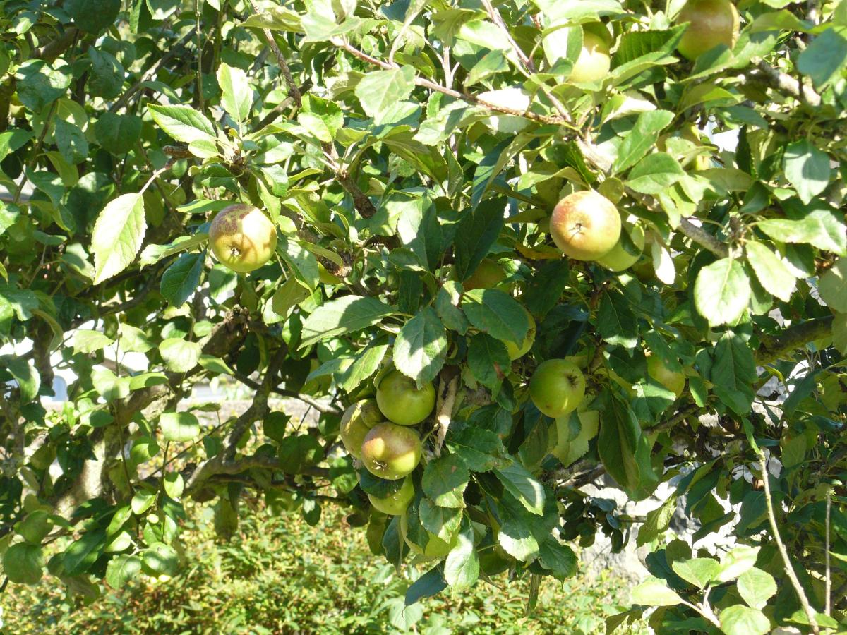 Forest Garden Design Goals: How to Build a Low-Maintenance, High-Function&nbsp;System